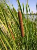 Typha angustifolia