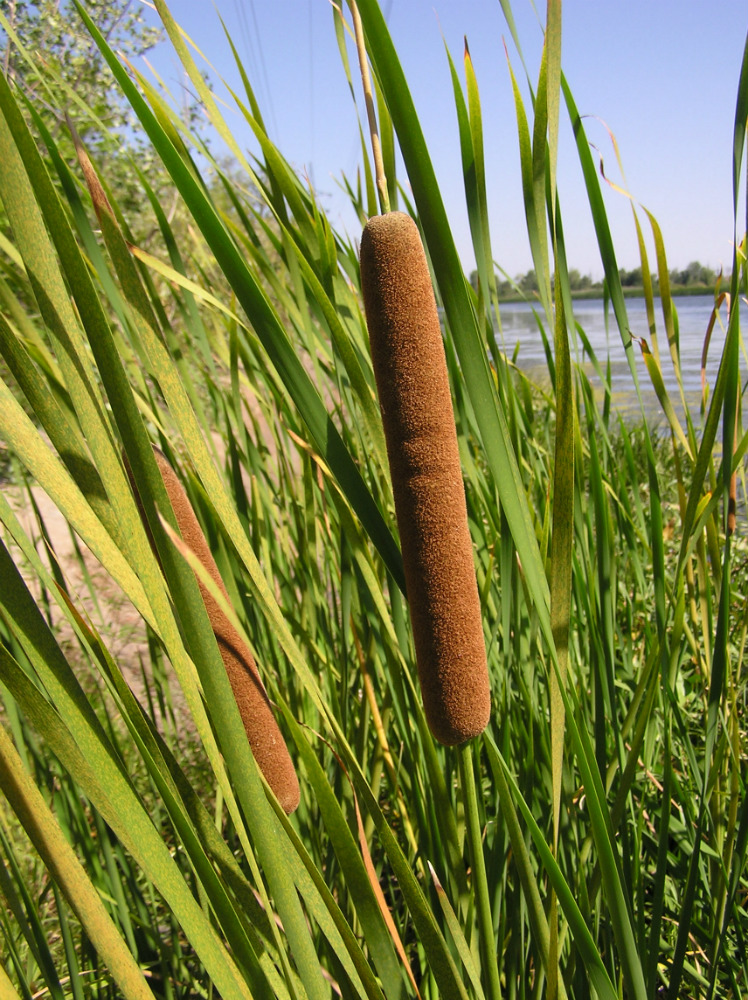 Изображение особи Typha angustifolia.