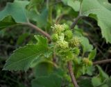 Xanthium orientale. Верхушка цветущего растения (в центральной части группы соцветий - мужские, женские - внизу и одно вверху на дальнем плане, за мужским). Ростовская обл., Азовский р-н, с. Кугей, на днище балки. 16.08.2011.