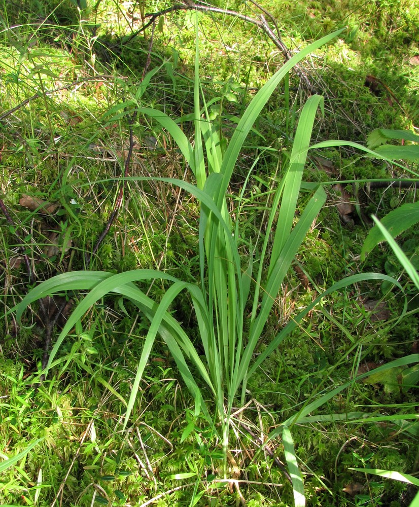 Изображение особи Molinia caerulea.