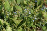 Brunnera sibirica. Цветущие растения. Московская обл., дачный участок. 01.05.2007.