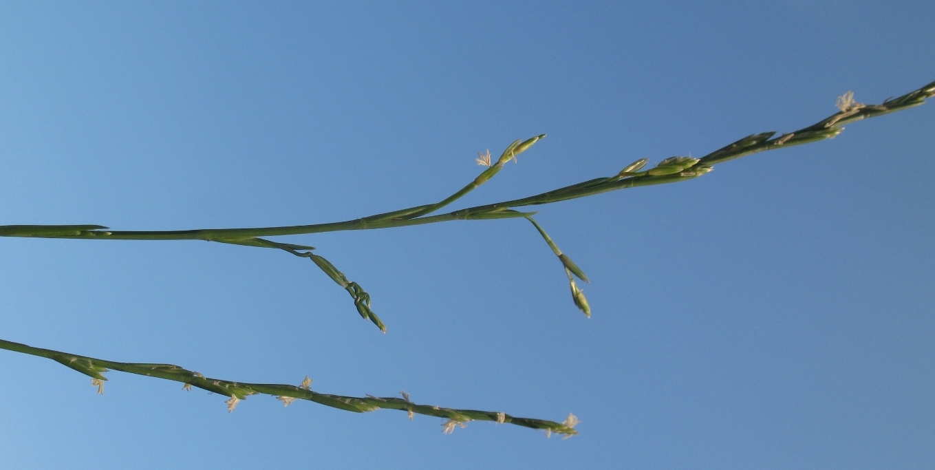 Image of Lolium perenne specimen.