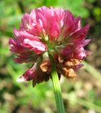 Trifolium subspecies elegans