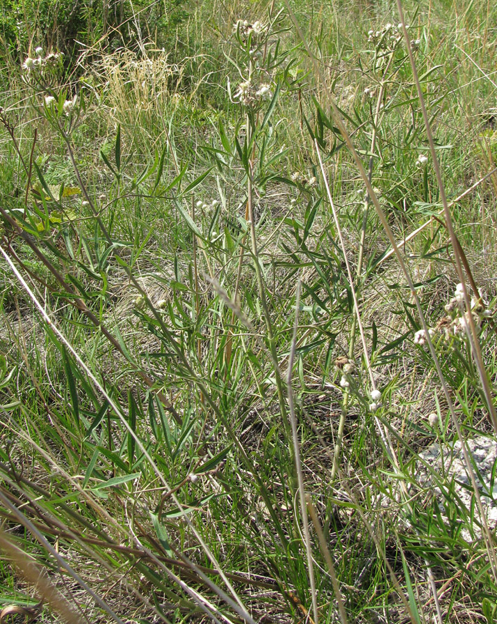 Image of Clematis hexapetala specimen.