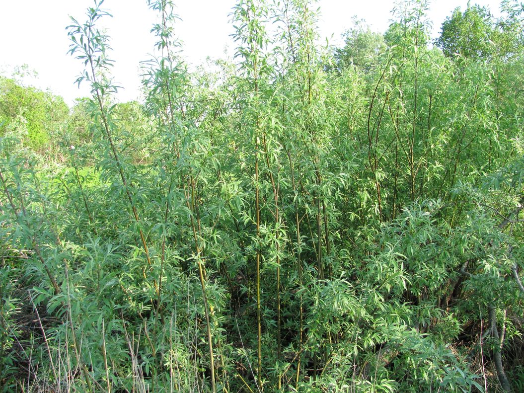 Image of Salix gmelinii specimen.