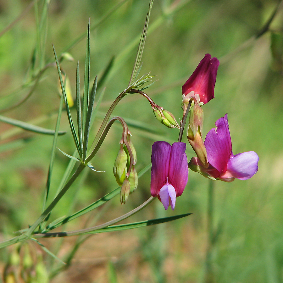 Image of Lathyrus digitatus specimen.