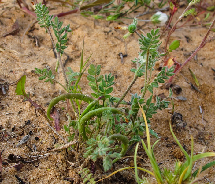 Изображение особи Ornithopus compressus.