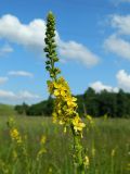 Agrimonia eupatoria. Соцветие. Окрестности Смоленска. 06.07.2011.