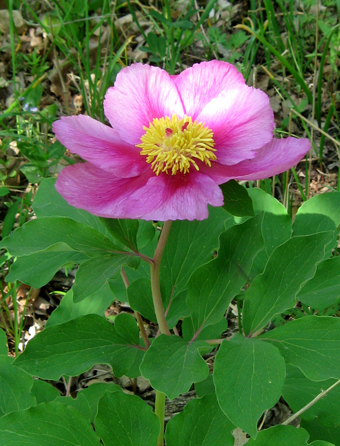 Image of Paeonia daurica specimen.