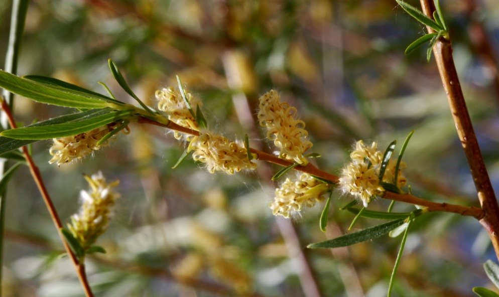 Image of Salix microstachya specimen.