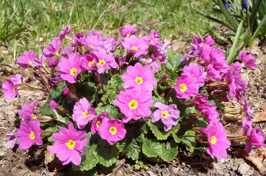 Image of Primula juliae specimen.