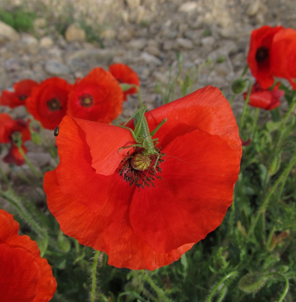 Изображение особи Papaver rhoeas.