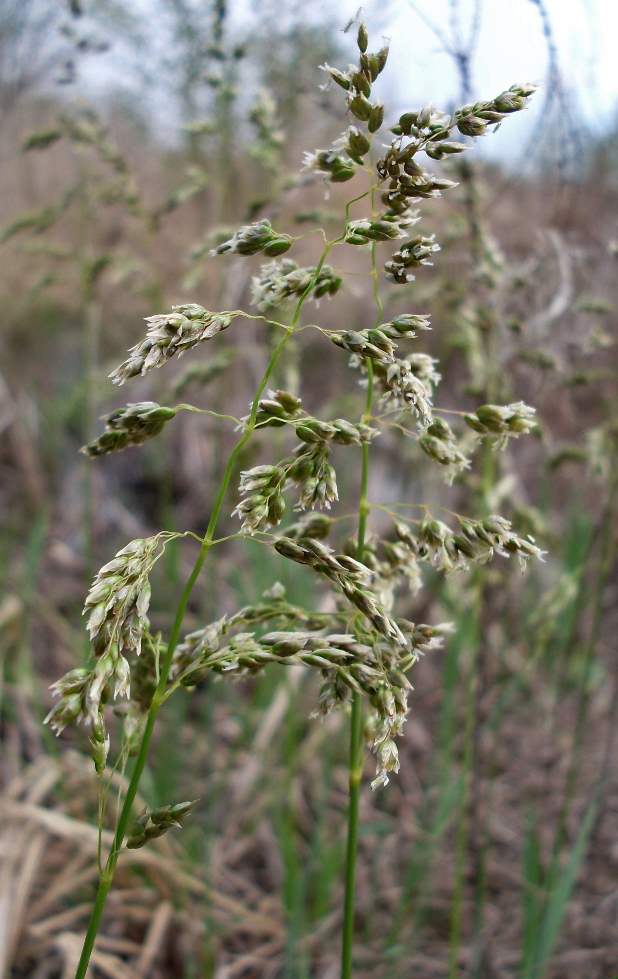 Image of Hierochloe repens specimen.