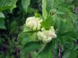 Ulmus minor. Листья с галлами. Украина, Черкасская обл., Каневский р-н, региональный ландшафтный парк \"Трахтемиров\", урочище \"Монастырок\". 26 мая 2012 г.
