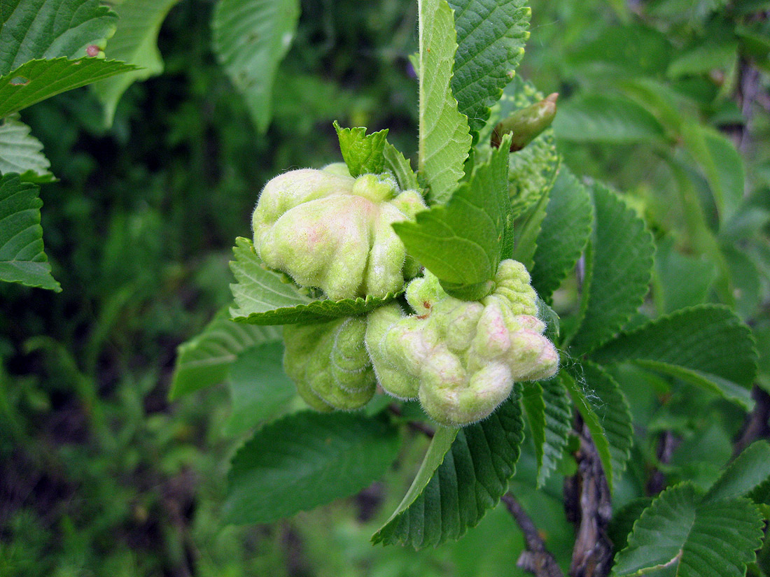 Image of Ulmus minor specimen.