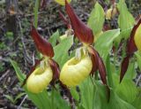 Cypripedium calceolus