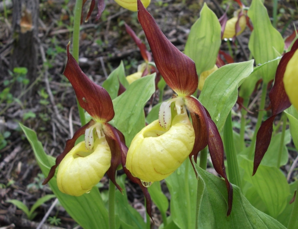 Изображение особи Cypripedium calceolus.