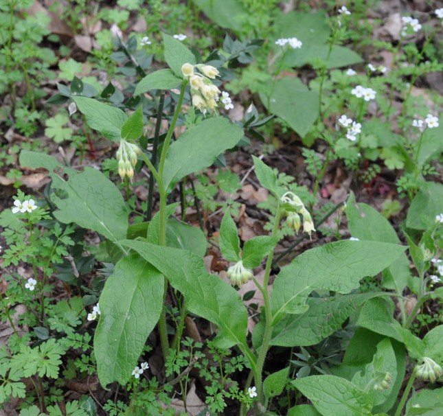 Image of Symphytum bulbosum specimen.