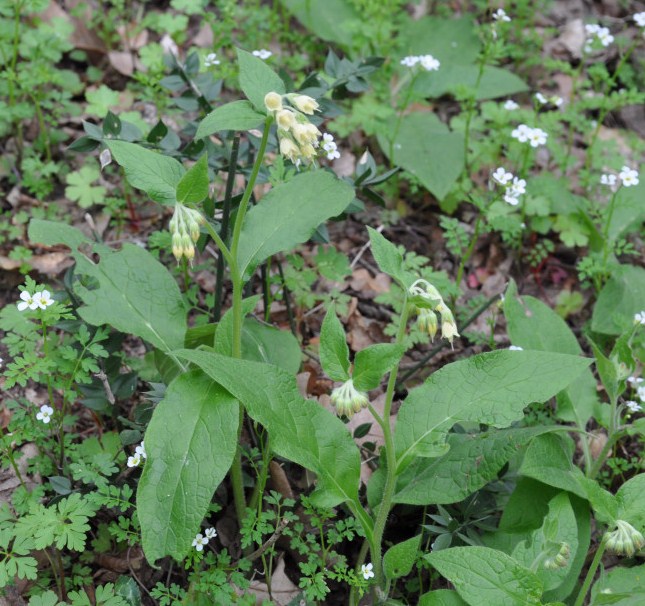 Изображение особи Symphytum bulbosum.