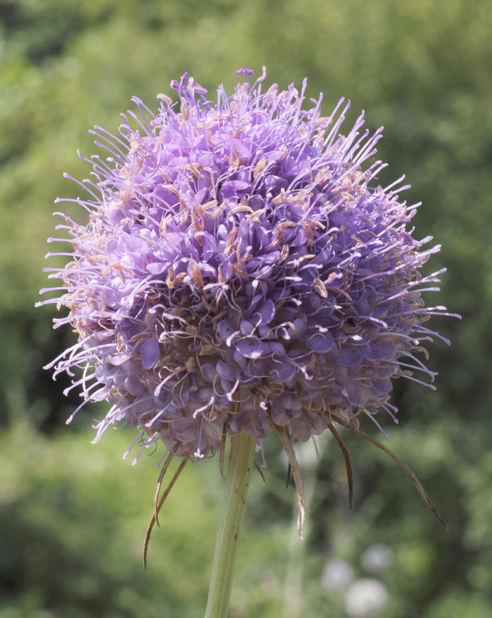 Image of Dipsacus dipsacoides specimen.