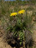 Taraxacum confusum
