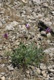 Astragalus schrenkianus