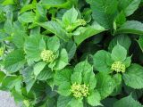 Hydrangea macrophylla