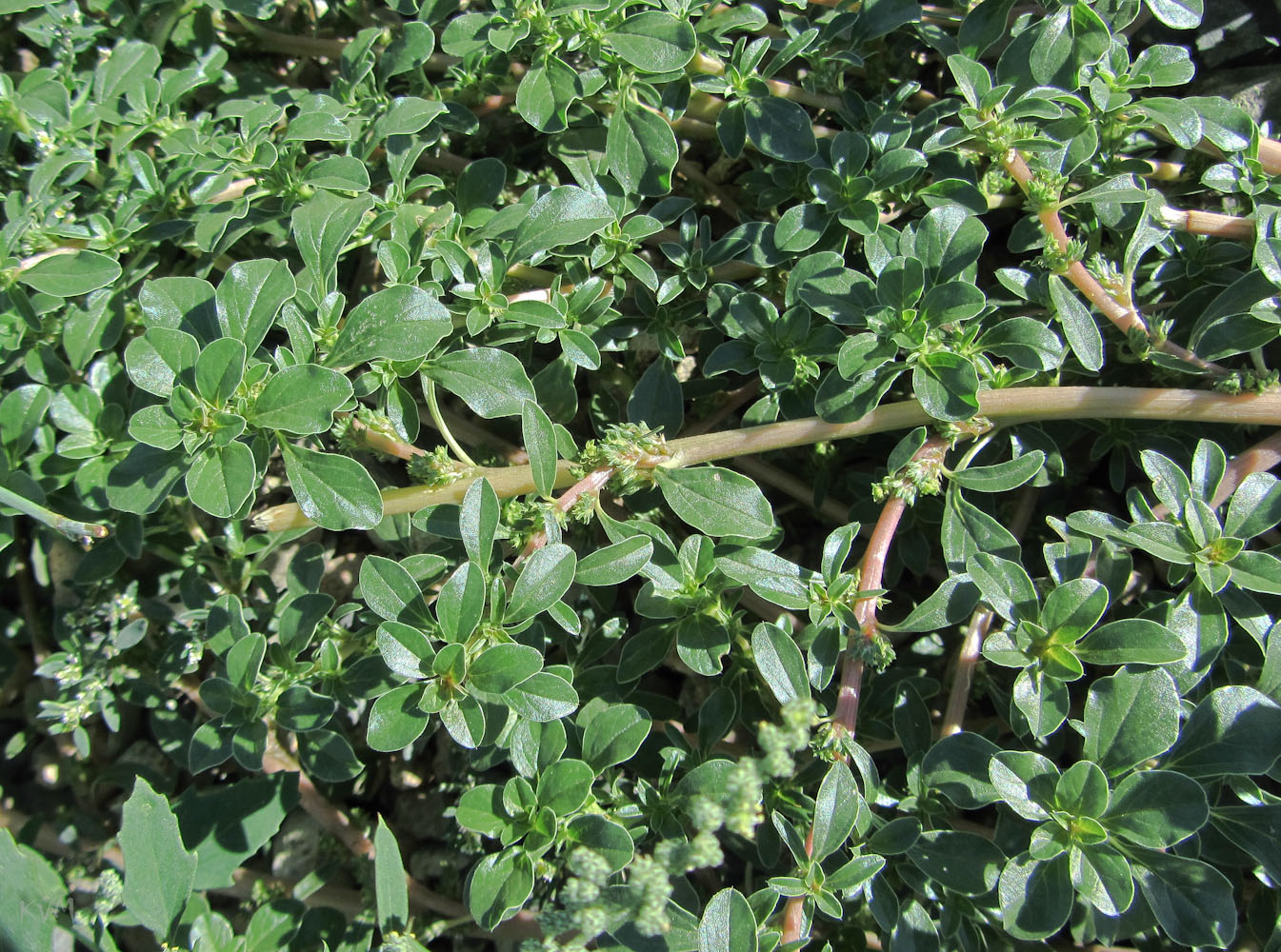 Изображение особи Amaranthus blitoides.