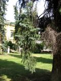 Picea pungens форма glauca. Нижние ветви. Венгрия, Хевеш, г. Эгер, сквер у Базилики. 11.09.2012.