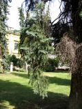 Picea форма glauca
