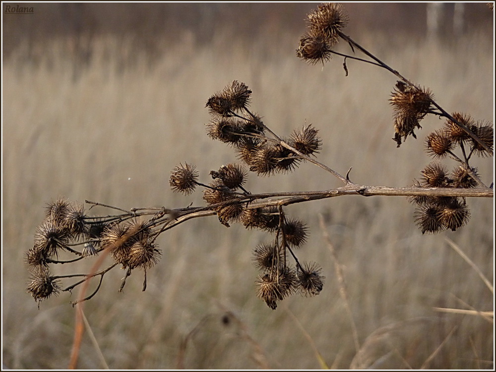 Изображение особи Arctium lappa.