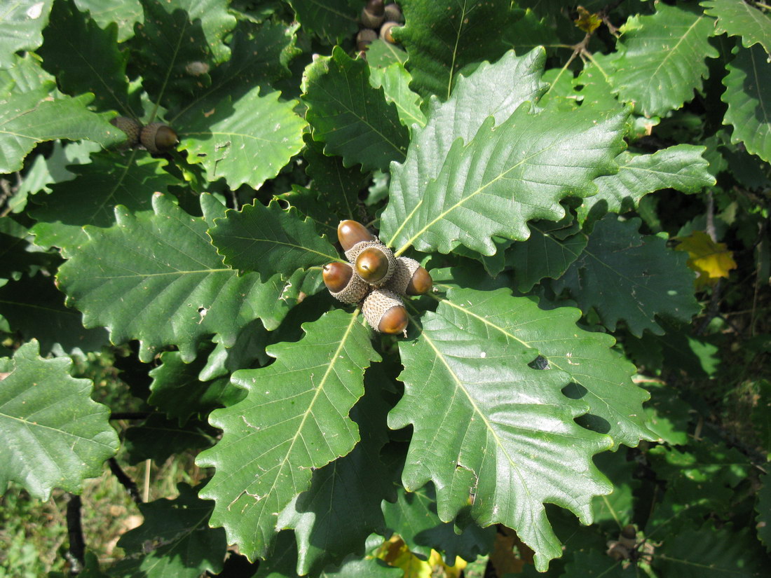 Изображение особи Quercus macranthera.