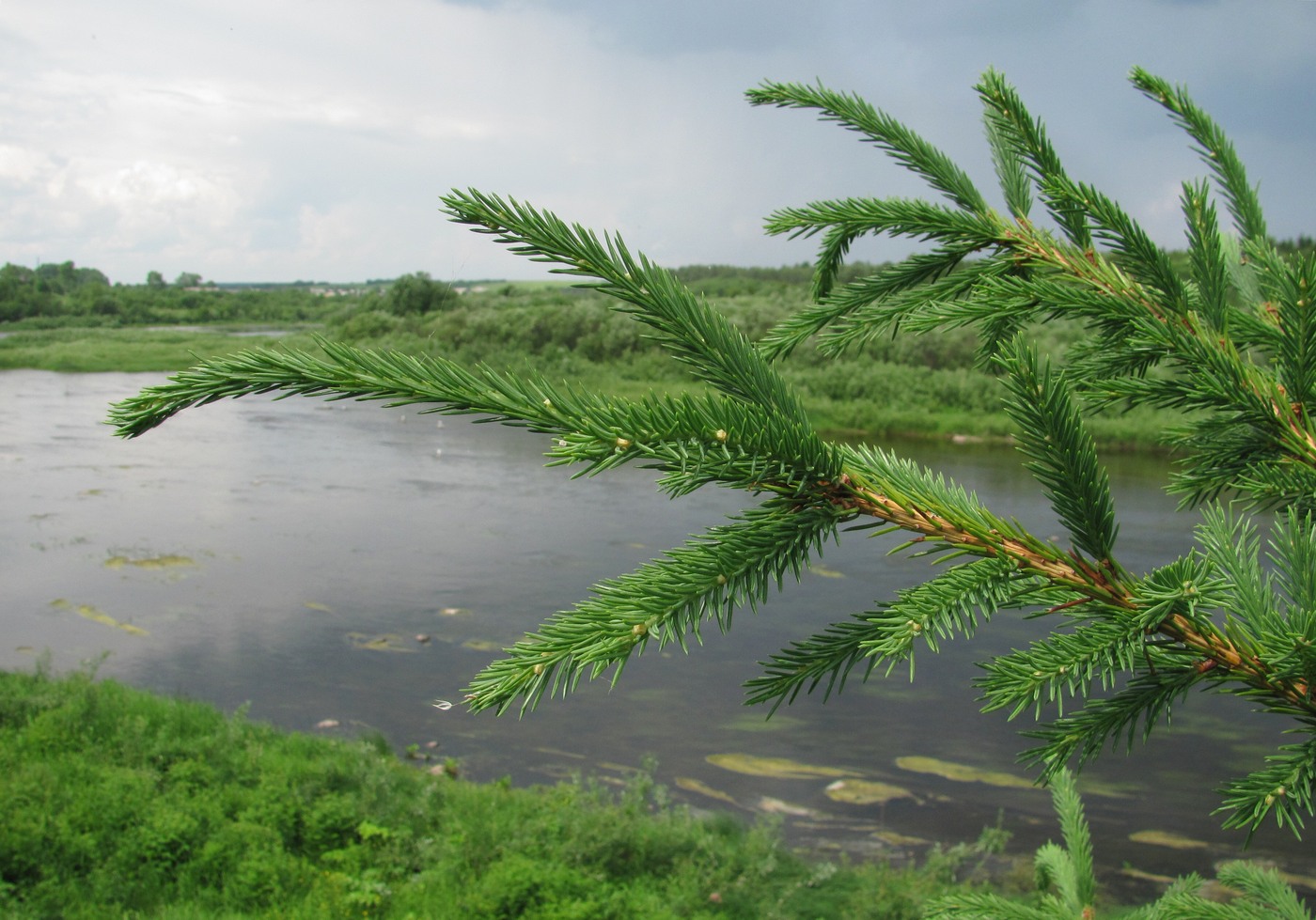 Изображение особи Picea obovata.