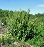 Rumex longifolius