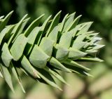 Araucaria araucana