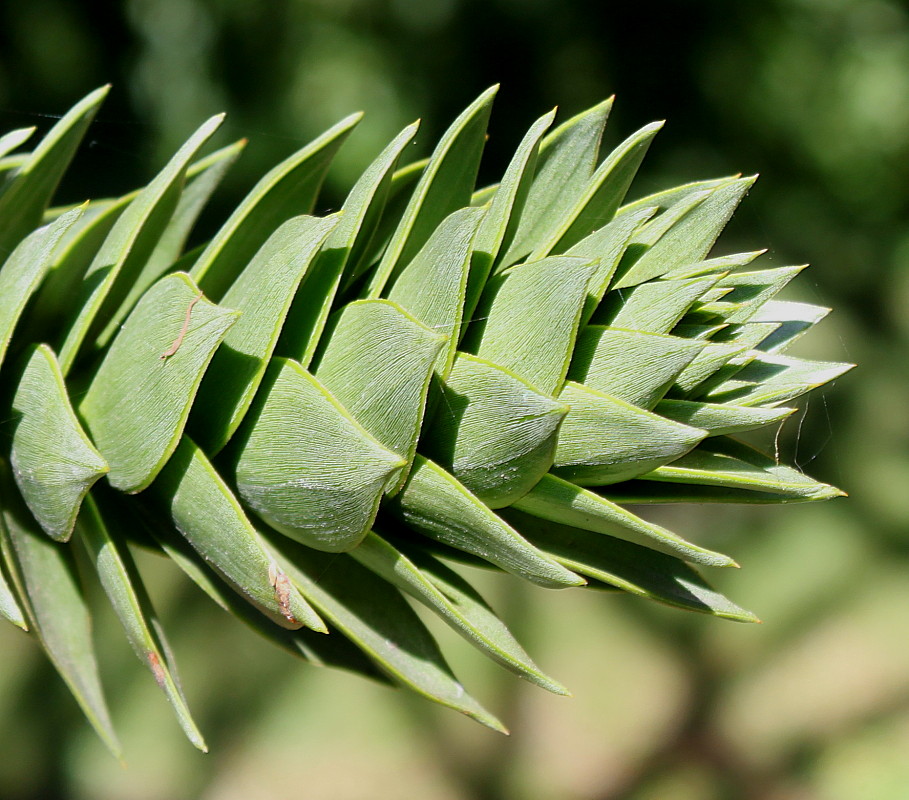 Изображение особи Araucaria araucana.