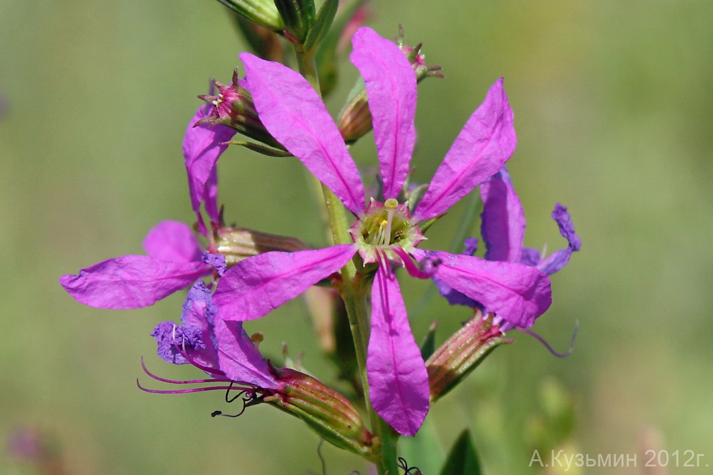 Image of Lythrum virgatum specimen.