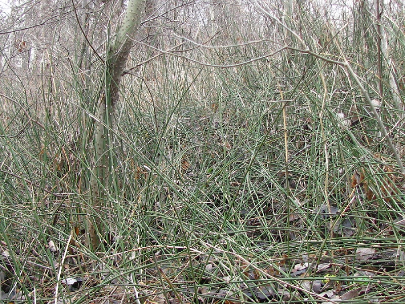 Image of Equisetum hyemale specimen.