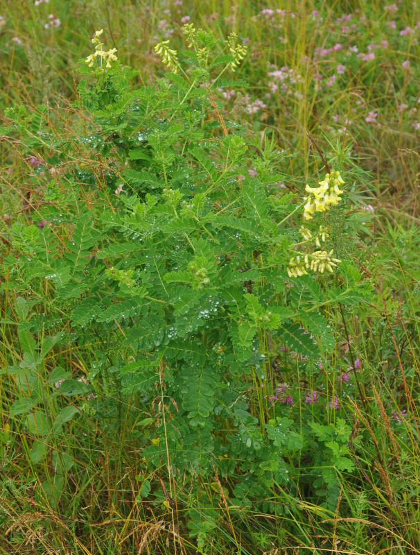 Изображение особи Astragalus membranaceus.