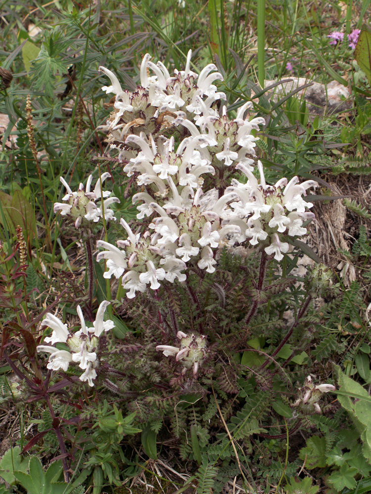 Image of Pedicularis cheilanthifolia specimen.