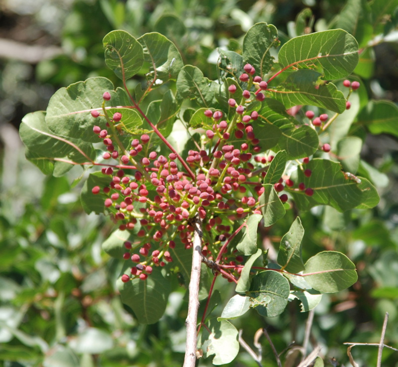 Изображение особи Pistacia terebinthus.