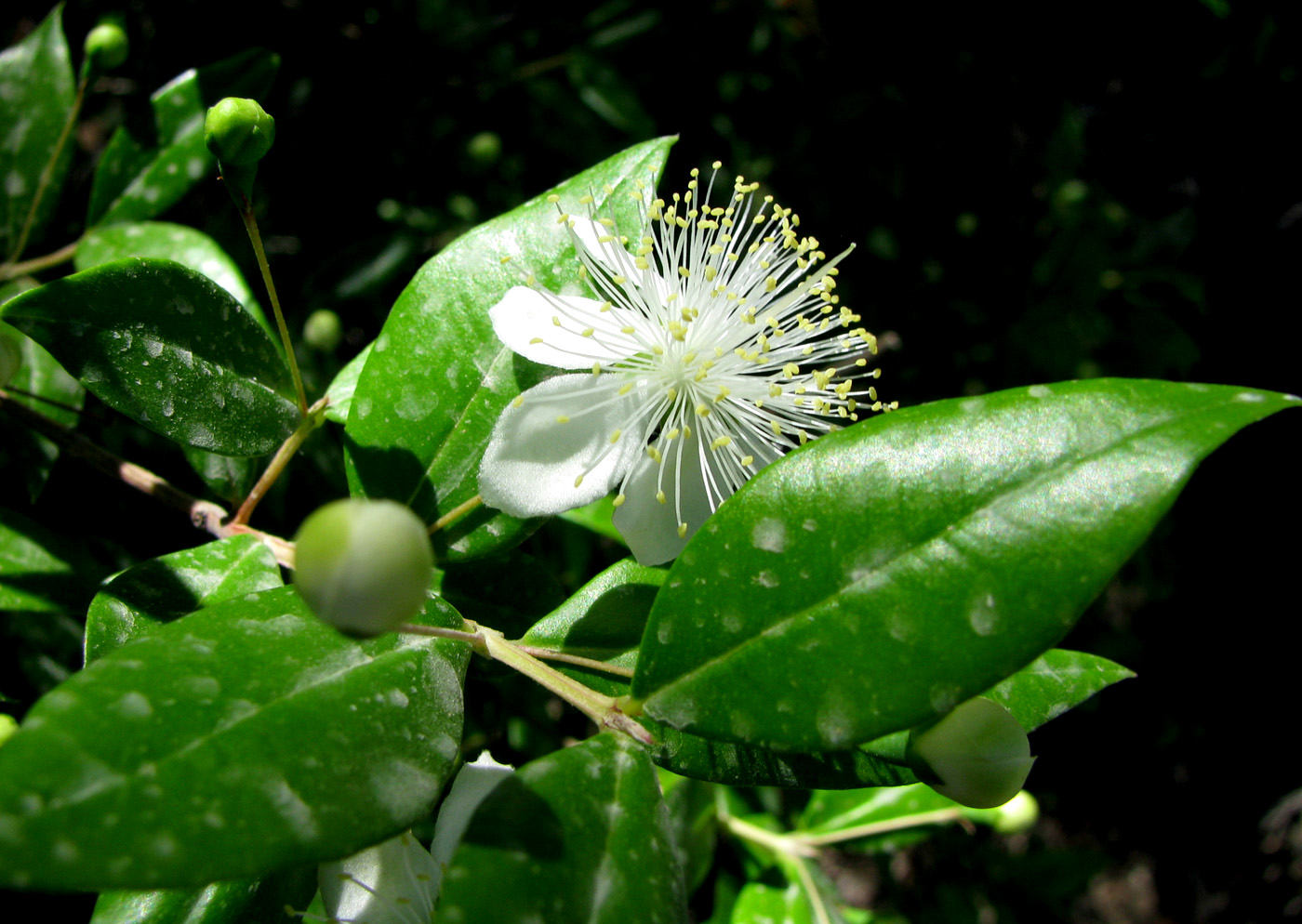Image of Myrtus communis specimen.
