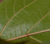 Ficus sycomorus. Фрагмент листа (вид с обратной стороны). Израиль, Шарон, г. Тель-Авив, ботанический сад университета. 20.12.2012.