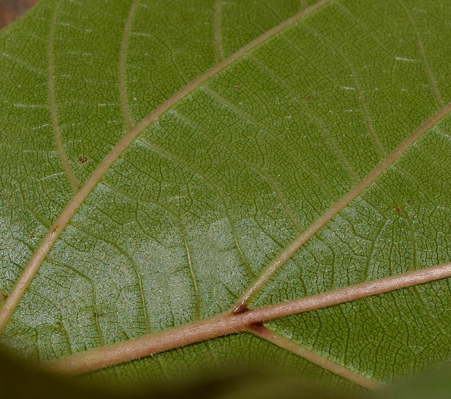 Изображение особи Ficus sycomorus.