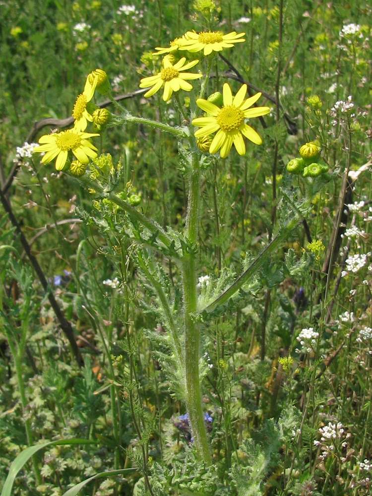 Image of Senecio vernalis specimen.