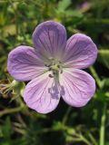 Geranium collinum. Цветок. Украина, Донецкая обл., Великоновосёлковский р-н, западнее с. Константинополь, возле трассы, на лугу. 30.07.2009.