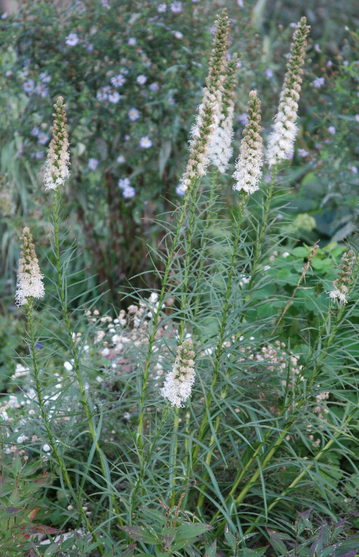 Image of Liatris spicata specimen.