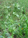 genus Atriplex