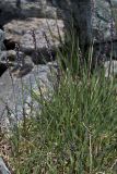 Poa alpigena
