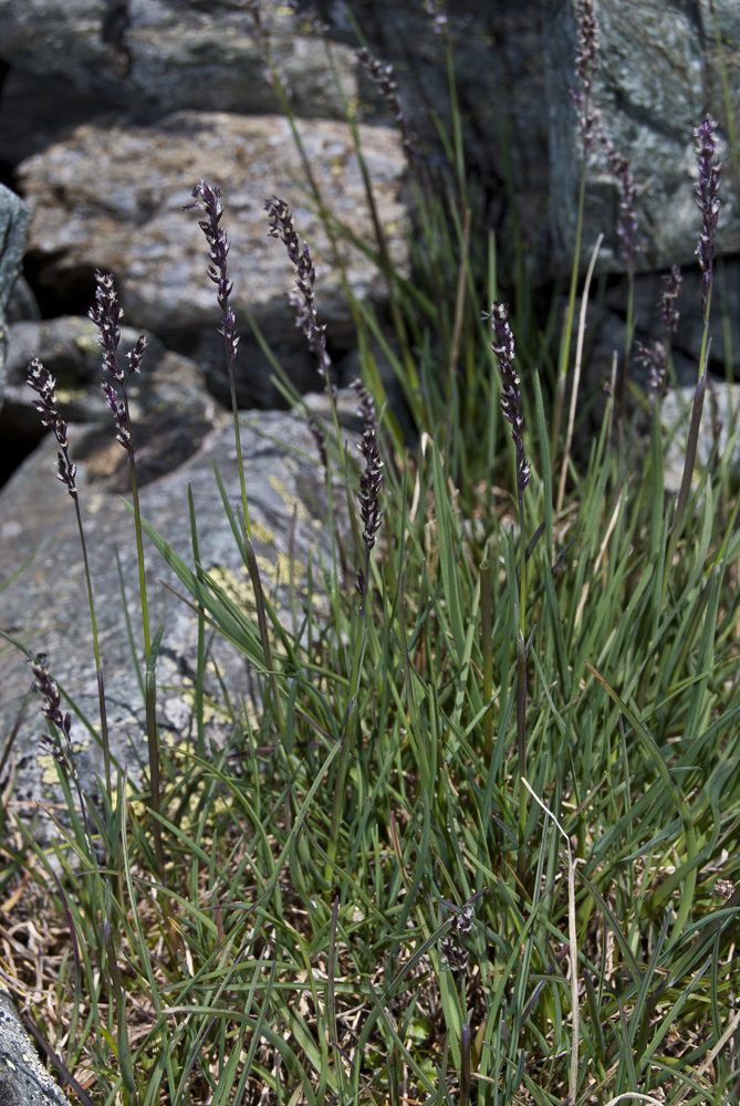 Image of Poa alpigena specimen.